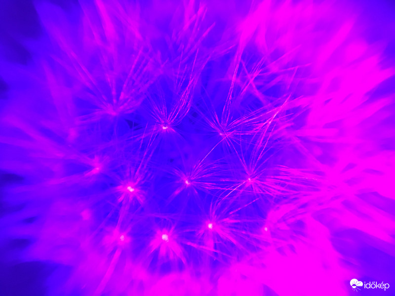 Pitypang UV fényben