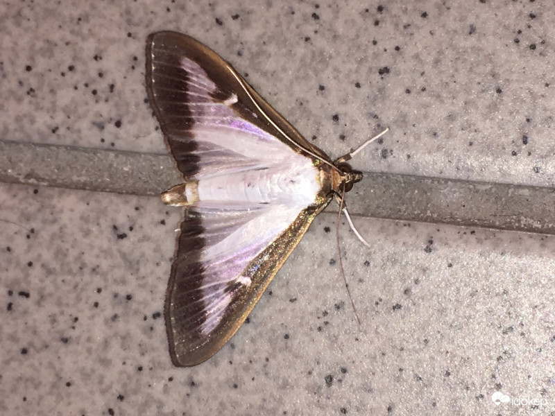 Selyemfényű puszpángmoly