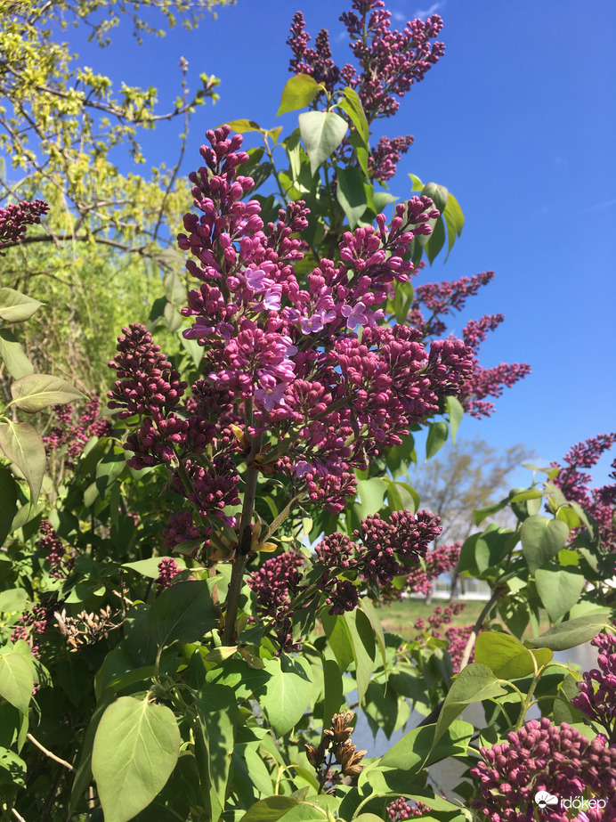 Az orgona is bontogatja virágait