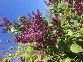 Az orgona is bontogatja virágait