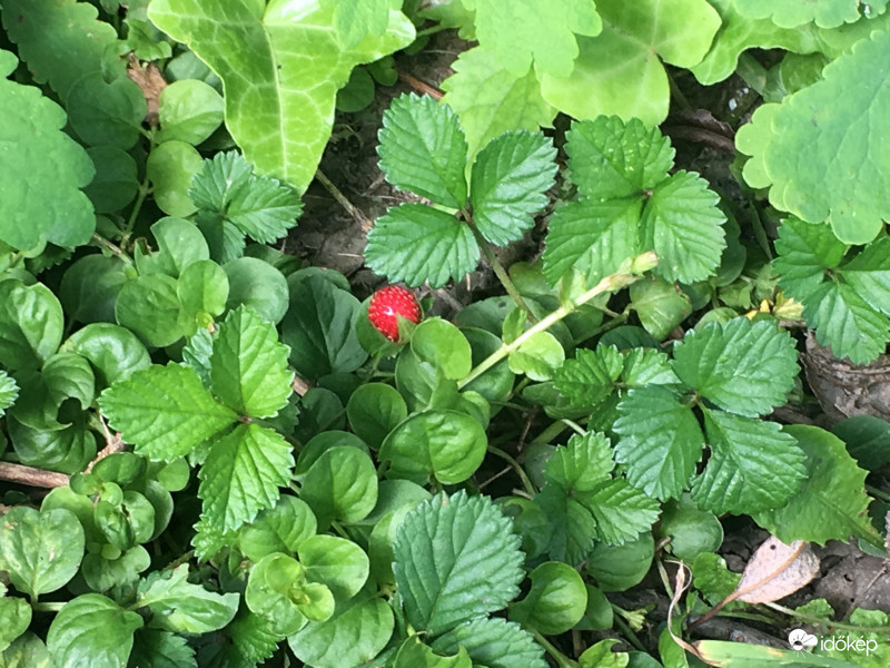 Üde színfolt a zöldben 