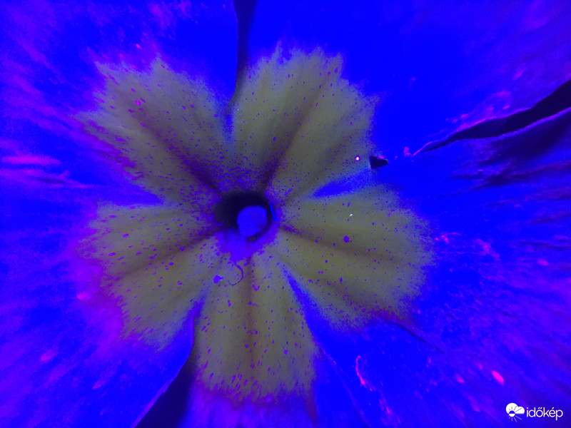 Primula UV fényben 2.