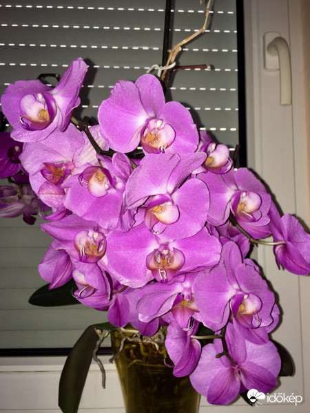 Virágoktól roskadozva :)