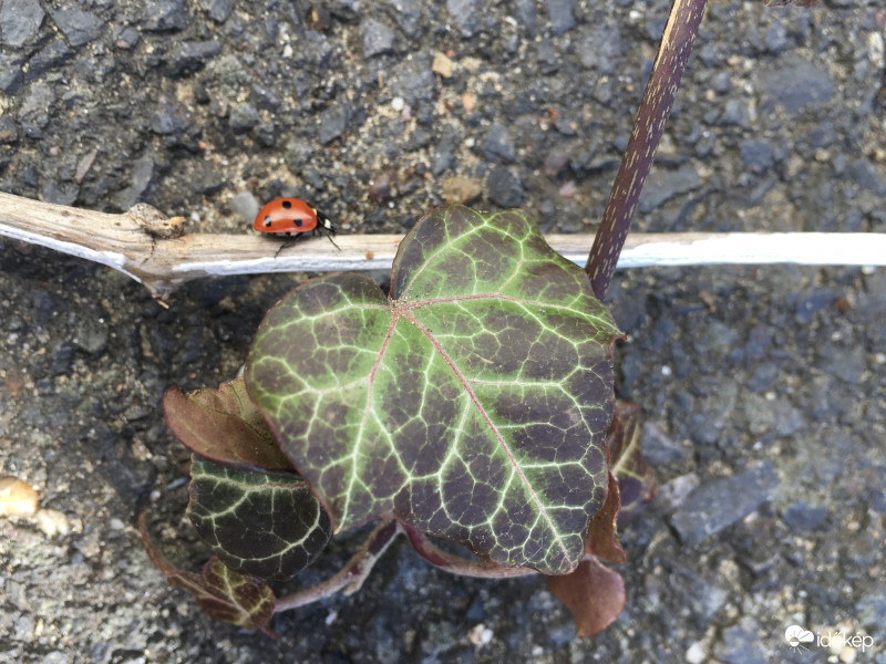 Régen látott kedves vendég :)