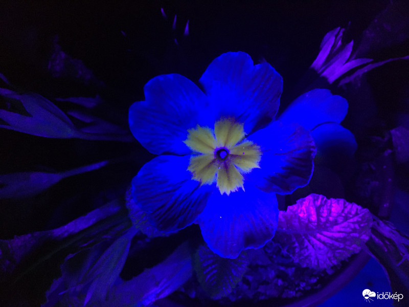 Primula UV fényben