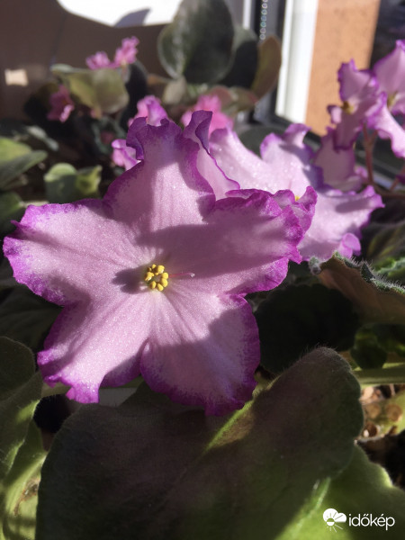 Csillámos csillagok