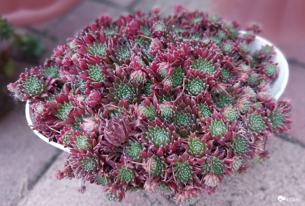 Pinkamindszent