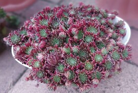 Pinkamindszent
