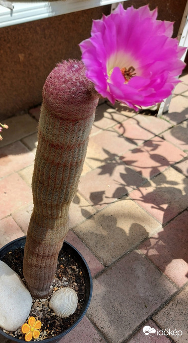 Pinkamindszent
