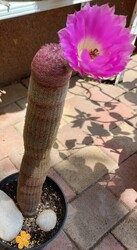 Pinkamindszent