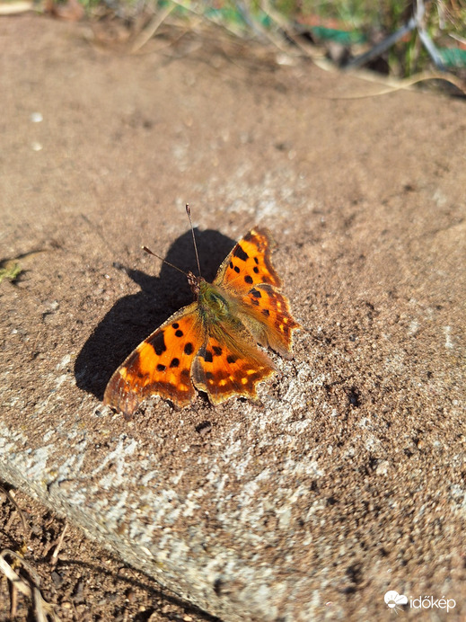 Budapest XVII.ker - Rákoshegy