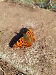 Budapest XVII.ker - Rákoshegy