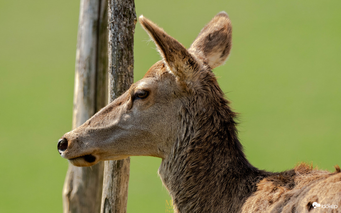 Délutáni pózolás