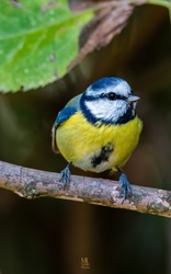 mlwildlifephoto fotója