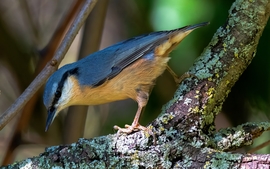 mlwildlifephoto fotója