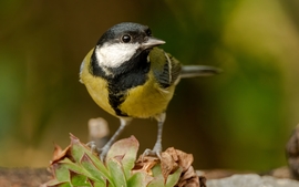 mlwildlifephoto fotója