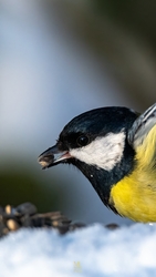 Megállított pillanat