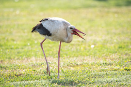 A reggeli utolsó pillanata