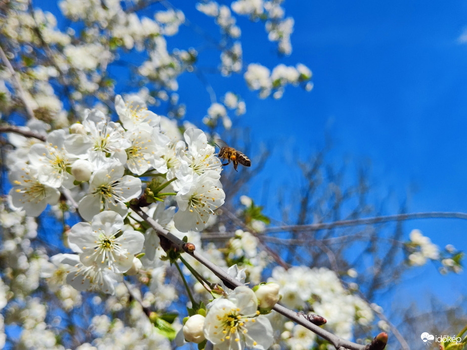 Öreg meggyfánk is viragba borult 