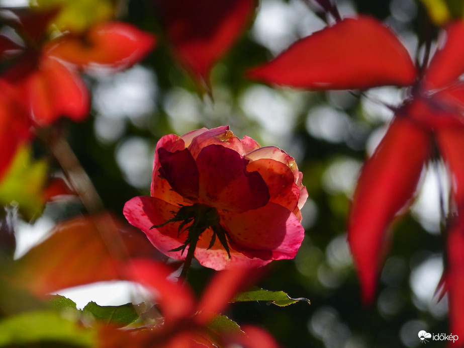 A rózsa dacol az ősszel 