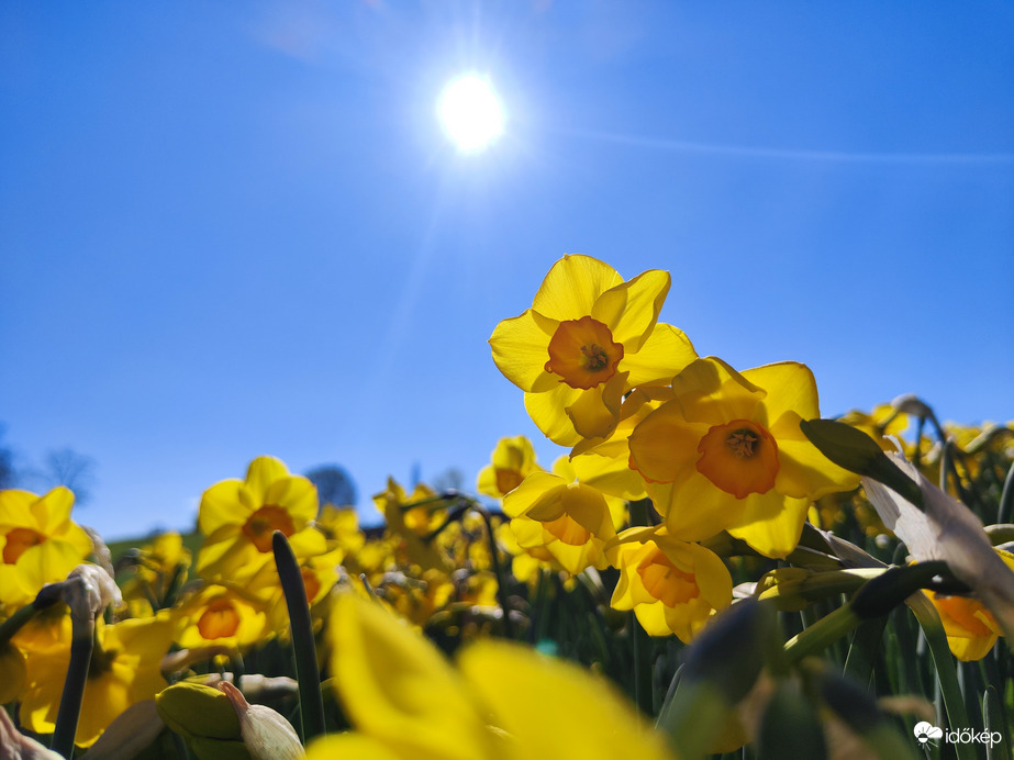 Nárciszmező