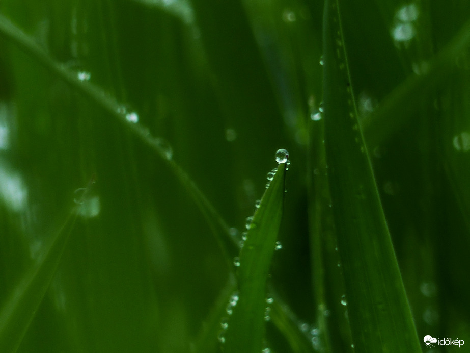 Tavaszi eső 