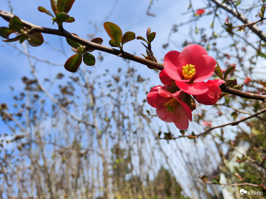 Itt kicsit később virágzik a japánbirs