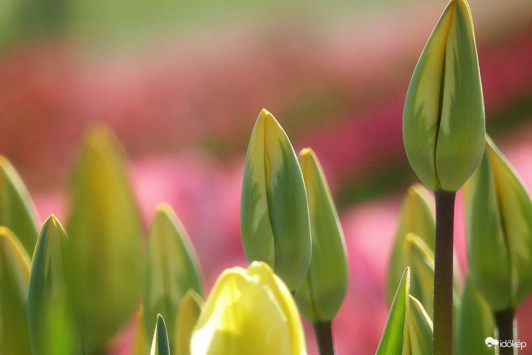 Ma kicsit dideregtek a tulipánok 