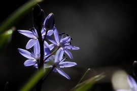 Tavaszi csillagvirág 