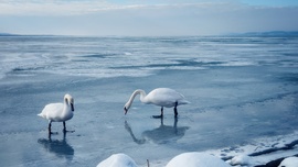 Csuszonkázó hattyúpár 