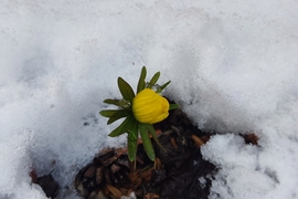 Téltemető dacol a hóval 