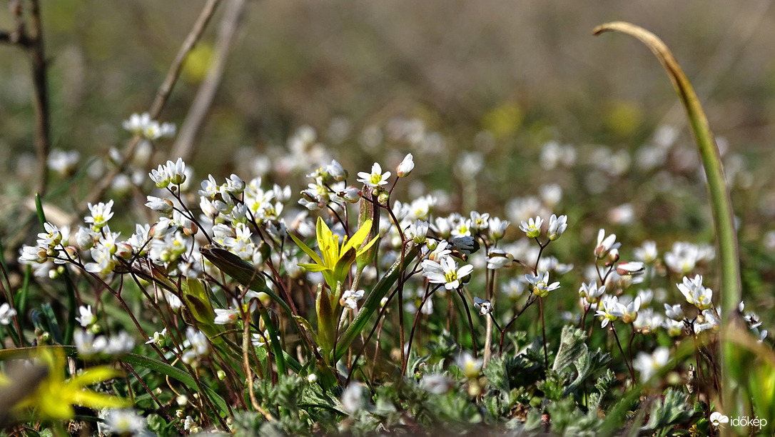Tyúktaréj és ködvirágok