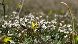 Tyúktaréj és ködvirágok