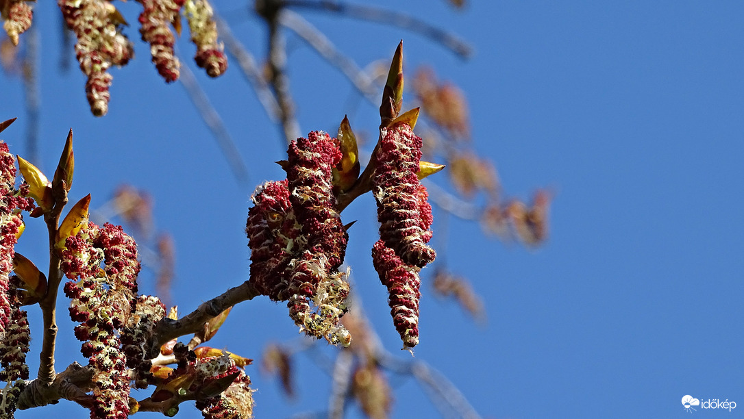 Hétről hétre nyárfa