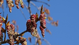 Hétről hétre nyárfa