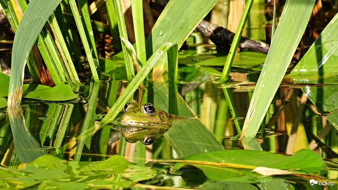 Mimikri