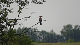Homokmégy