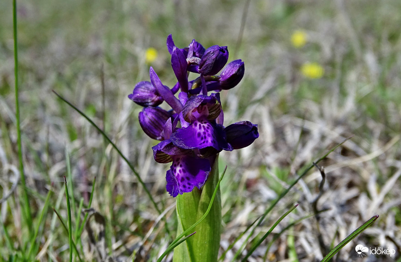 Nyílik az Agárkosbor
