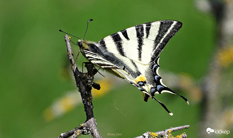 Élénkülő természet