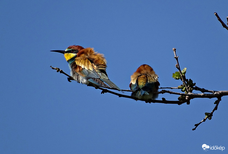 "Most nem tárgyalok veled!"