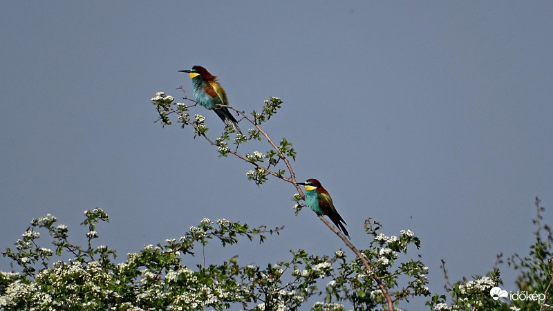 Galagonya virágzás