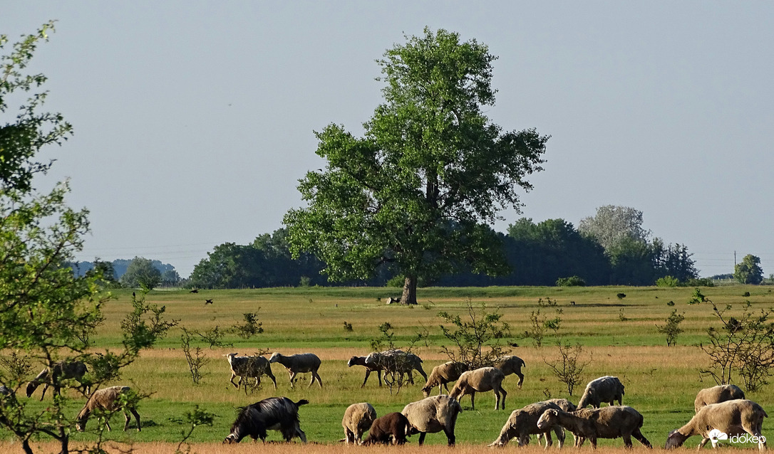 Békés legelészés