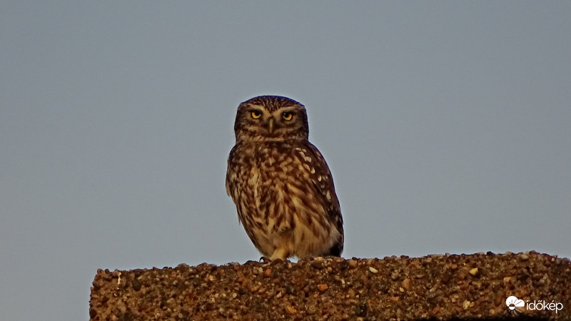Kuvik