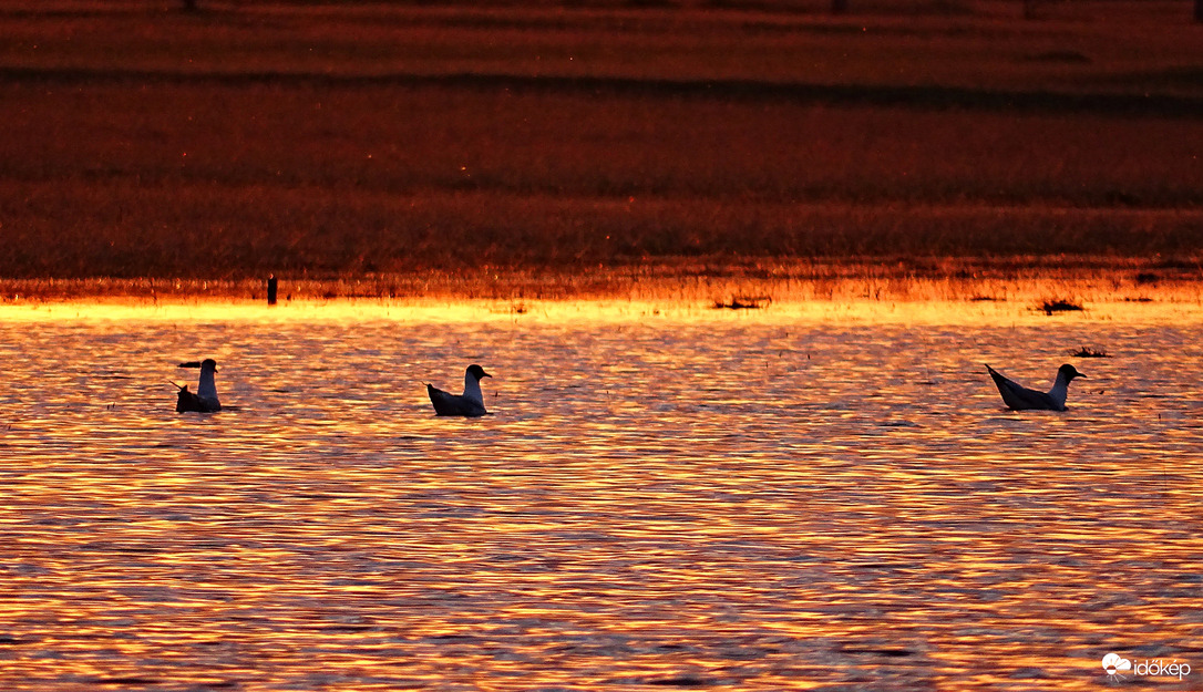 Ringatózó sirályok