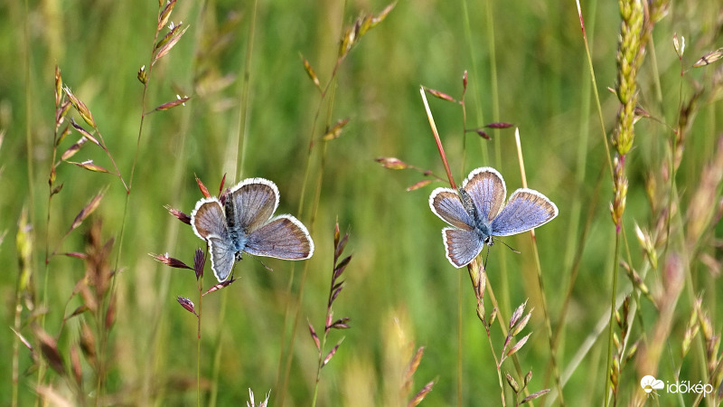 szárítkozó boglárkák