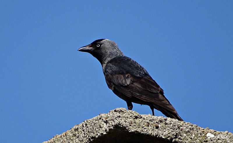 Kéményseprő munkaidőben 