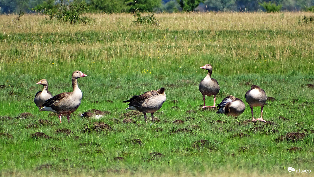 Sziesztázó lilik csapat