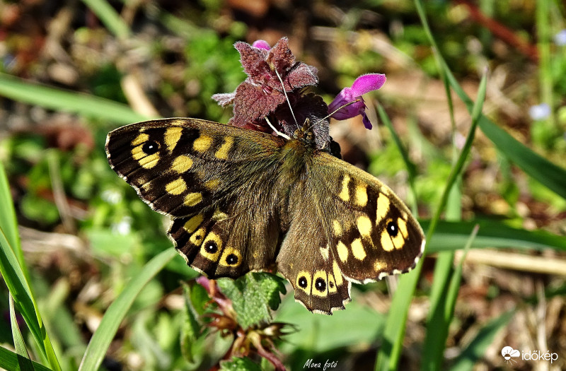 Szemes lepke