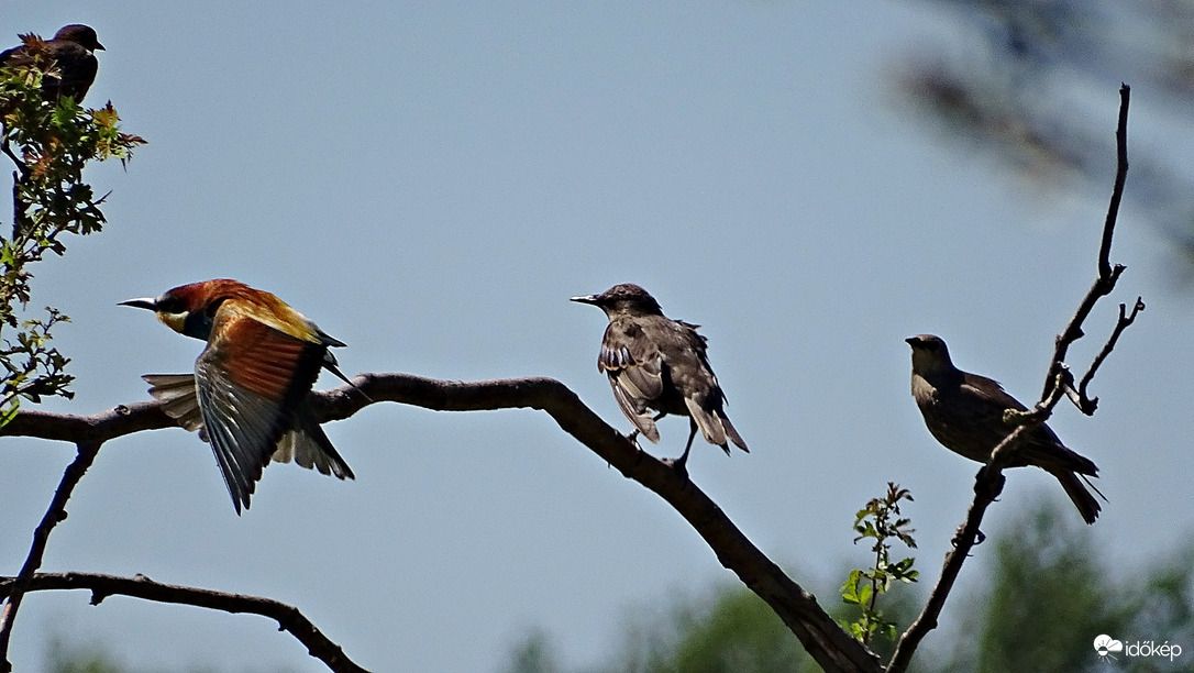 Seregélyek vs. gyurgyalag