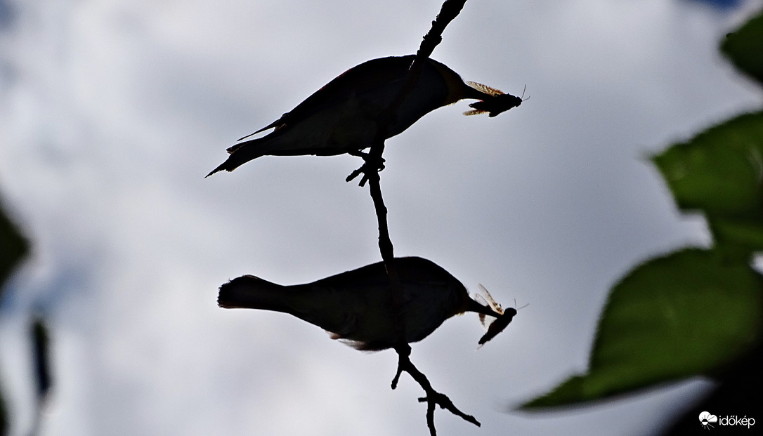 Gyurgyalag sziluett párban